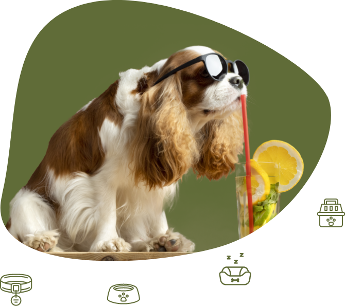 Pet Gadgets, Accessories & so much more